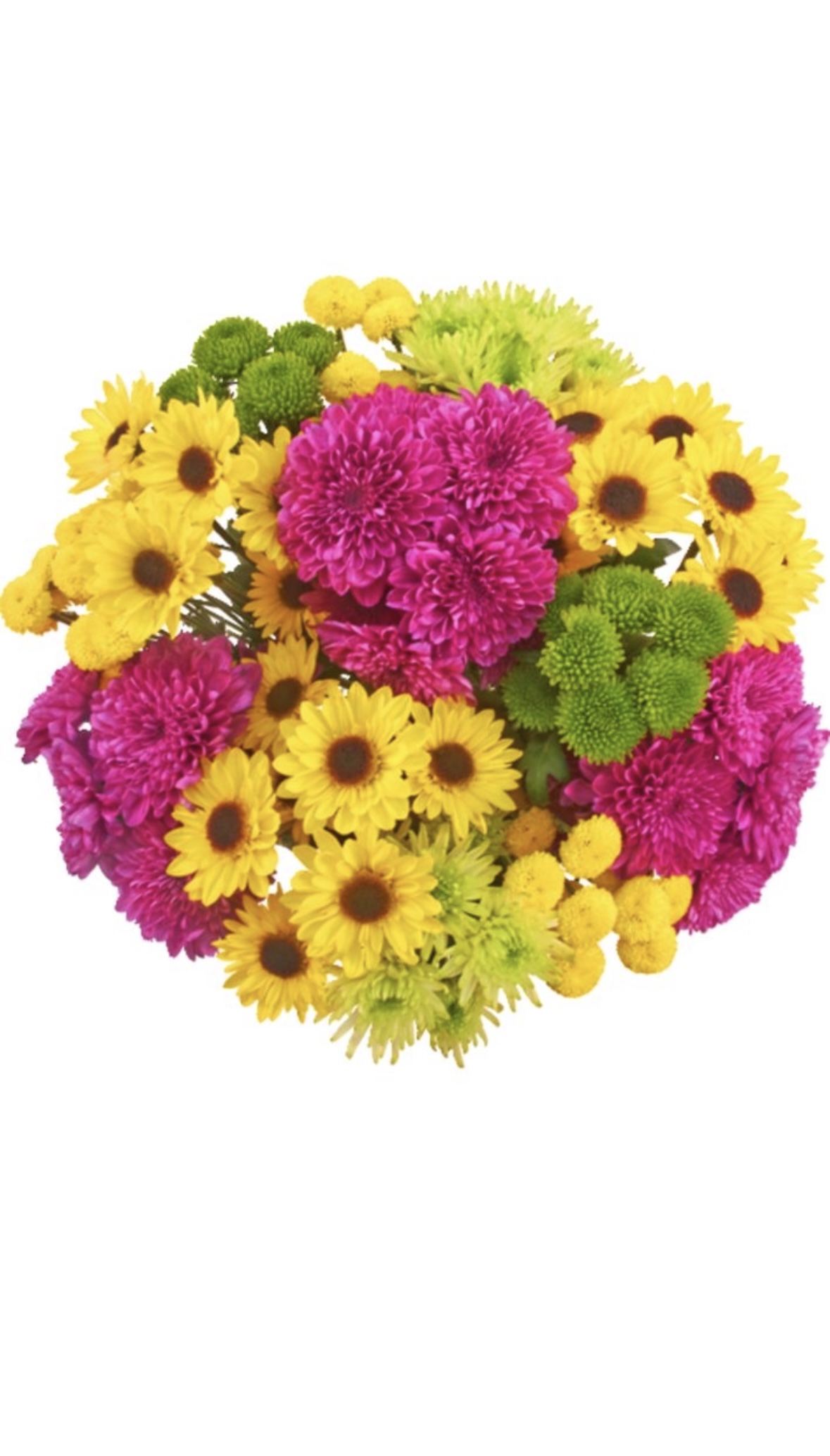 Spray Chrysanthemum Bunch